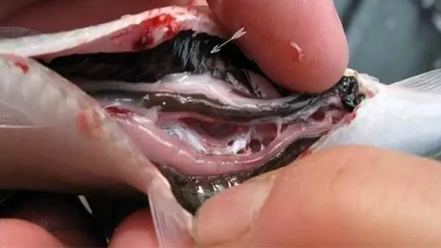 鱼肚子里有黑膜和水质有关系吗,鱼腮黑膜