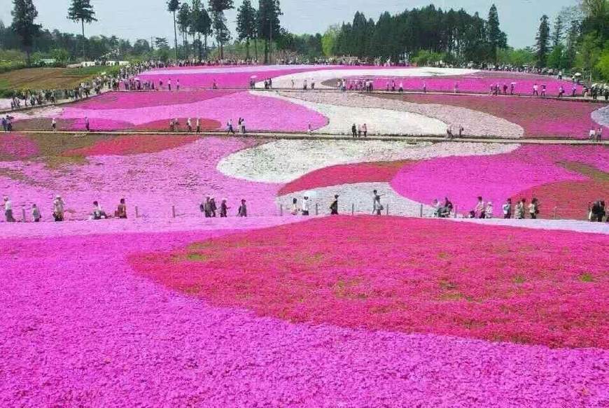 富士芝樱祭自由行热门攻略,富士山浅间神社三日游