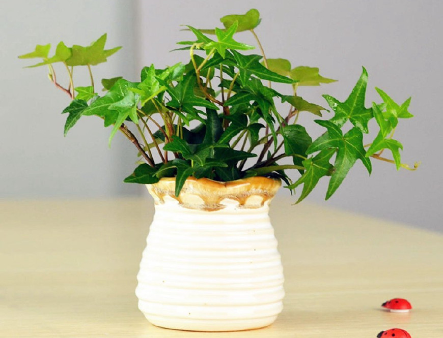 常春藤可以栽在假山上吗,心形常春藤盆栽