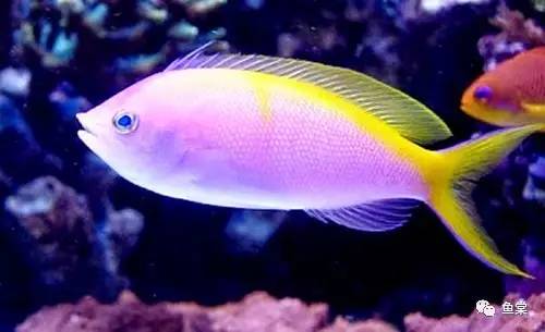 鱼缸养护知识及注意事项,如何维护鱼缸水质