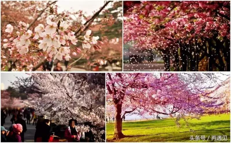 樱花季攻略完整版,樱花上海攻略