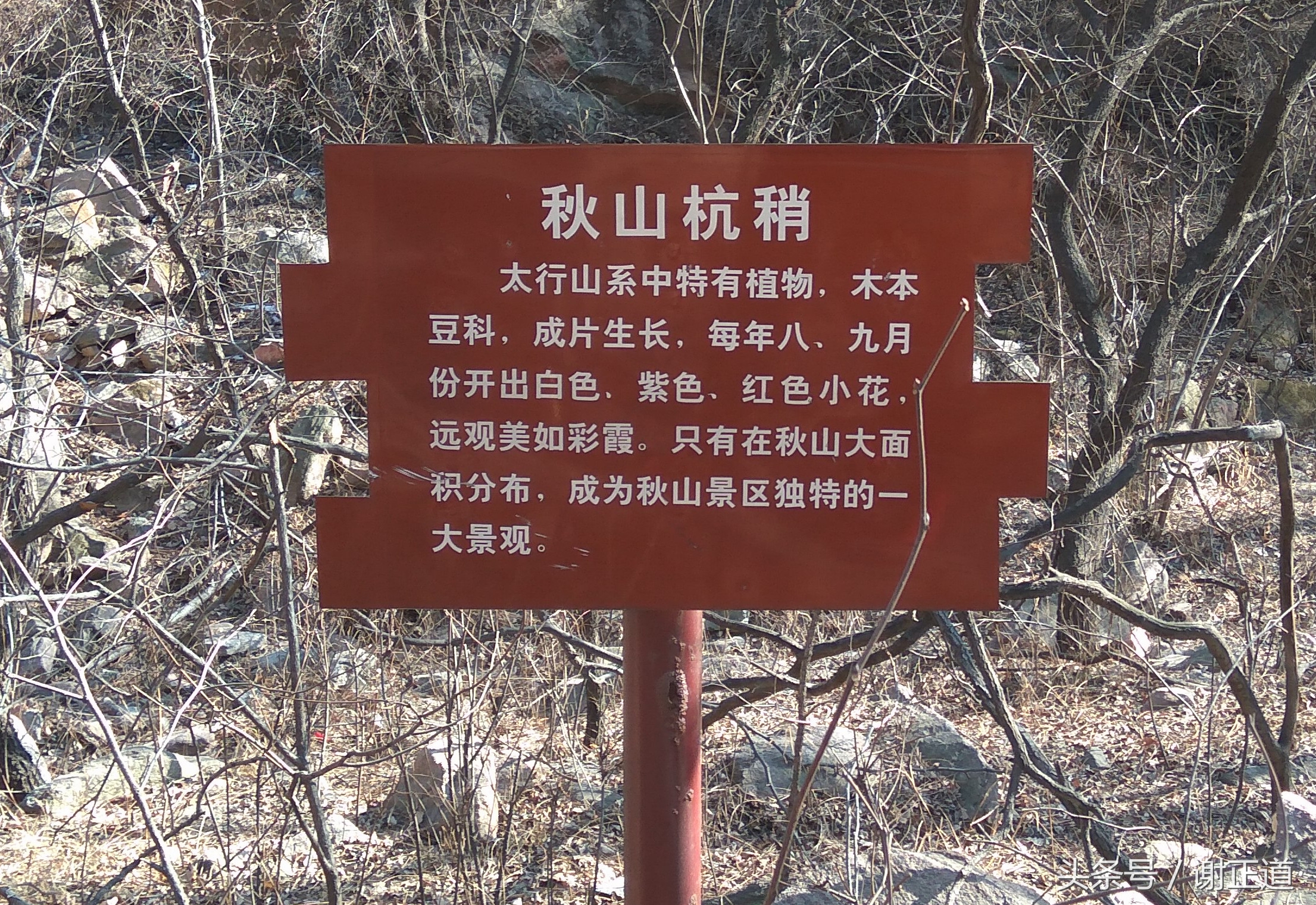 灵寿秋山风景区攻略,灵寿秋山自然风景区电话