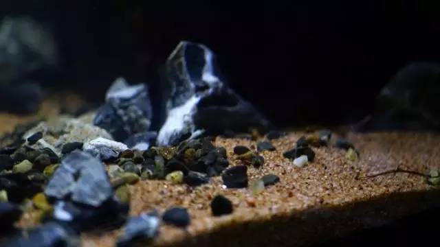 水族箱草缸开缸教程新手入门,雨林缸开缸多久植物才会稳定