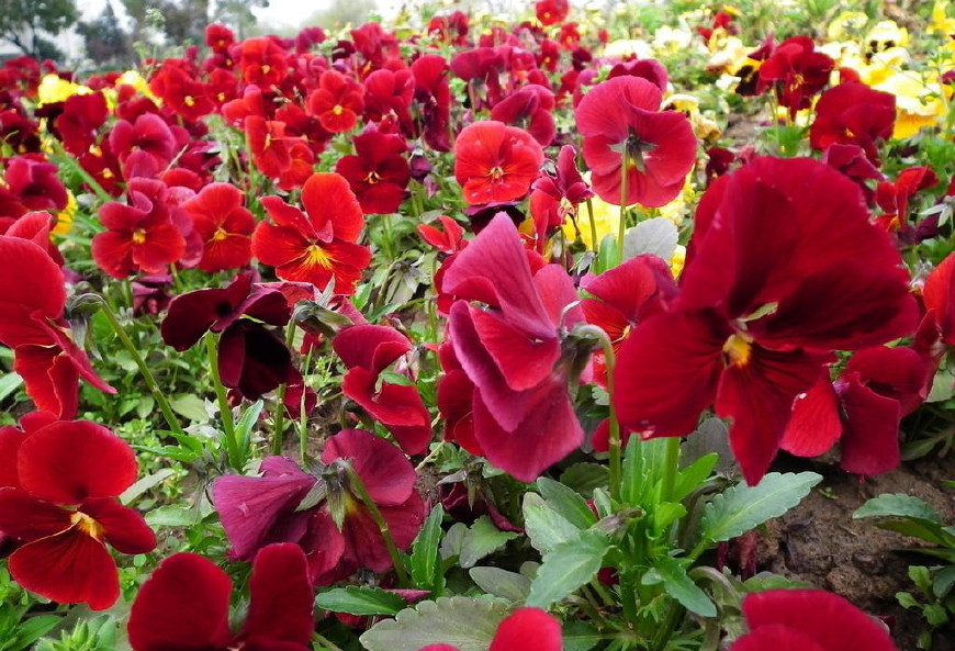 三色堇庭院图片,三色堇可食用盆栽