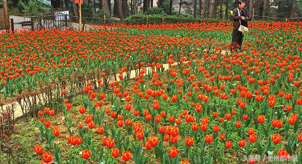 鑽峰叞鑺辨捣鐪嬮儊閲戦,鍘昏嵎鍏扮湅閮侀噾棣欏惂