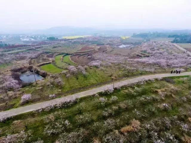 湖北孝昌今年美爆了！只因做了个“艰难的决定”