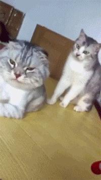 当你想揍一个人又揍不到的时候,有什么理由可以揍一个人