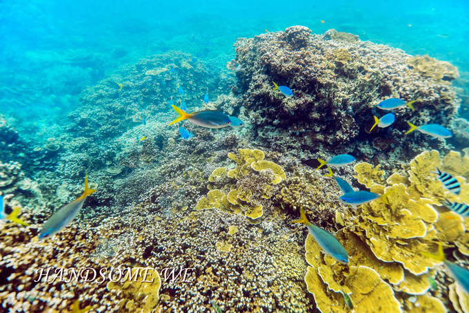 没水母湖的帕劳,帕劳水母湖怎么去