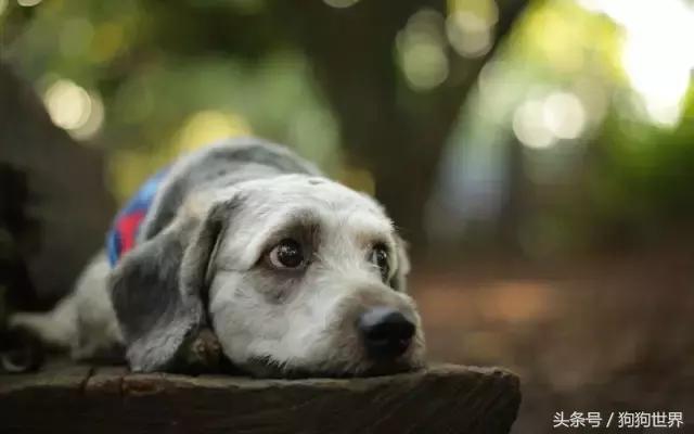 狗狗第一次来月经注意事项,狗狗打疫苗前后要注意什么