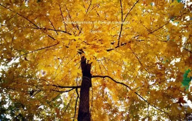 大连外国语大学现在让进吗,大连外国语大学怎么样了