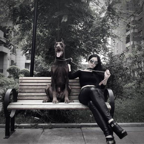 沈阳美女手签德系杜宾，称全家都是杜宾犬铁粉