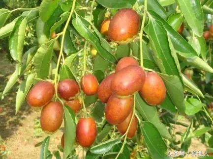 最甜枣树品种子弹头枣,什么枣树品种好吃又甜又大