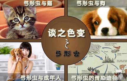 小孩染上弓形虫症状跟体质有关吗,5岁小孩感染弓形虫病严重吗