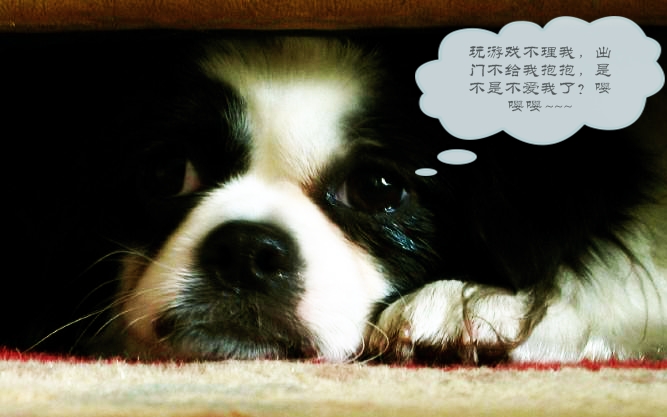 狗狗告诉你什么叫忠诚,哪些星座男生怕女生哭了呢