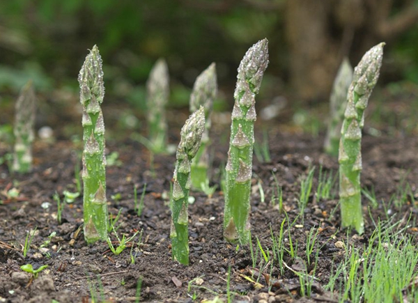 每日花语全集,每日花语紫罗兰永恒的美