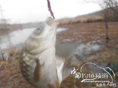 天气变化时鱼怎么不好钓,天气忽冷忽热鱼会怎么样