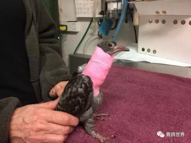 一只断颈鸽子受到爱和呵护~暖哭了