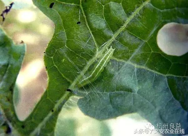 西瓜六必治瓜类六大病害一招搞定,西瓜病害六必治