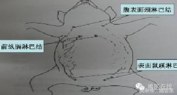 涨姿势：母猪乳腺内部结构详解