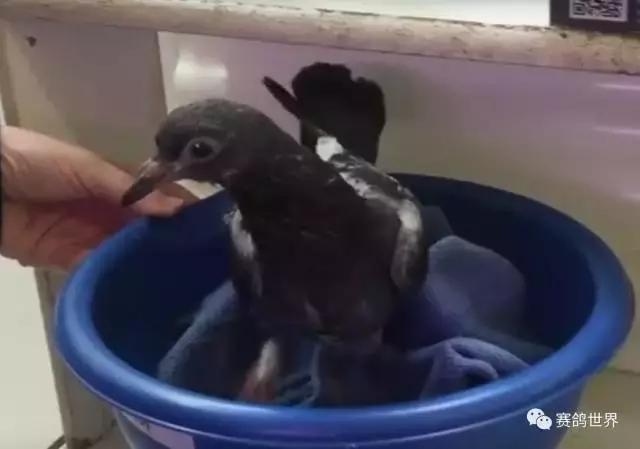 一只断颈鸽子受到爱和呵护~暖哭了