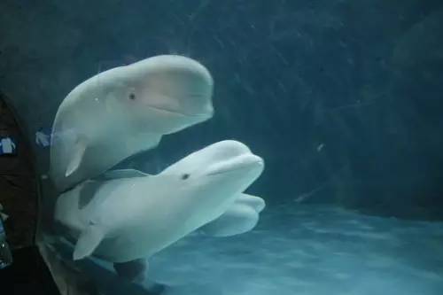 杭州极地海洋游玩图,杭州极地海洋世界旅游攻略