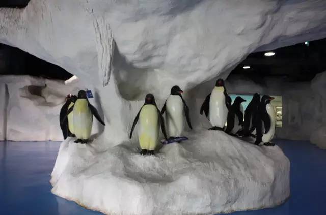 杭州极地海洋游玩图,杭州极地海洋世界旅游攻略
