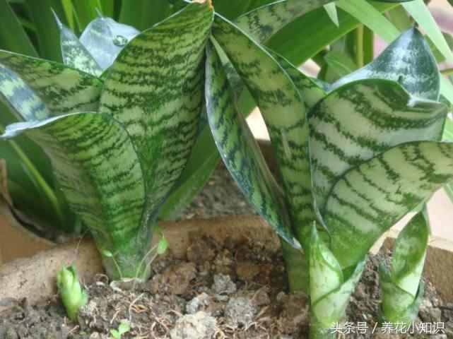 负离子空气净化器可以去除甲醛吗,绿植除甲醛神器空气净化器