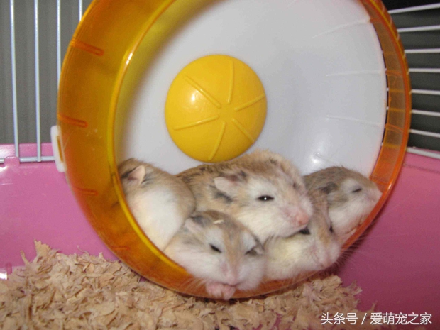 怎么判断自己养的仓鼠是什么品种,仓鼠类中哪只仓鼠最好养