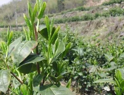 禅茶一味故事,太湖县禅茶