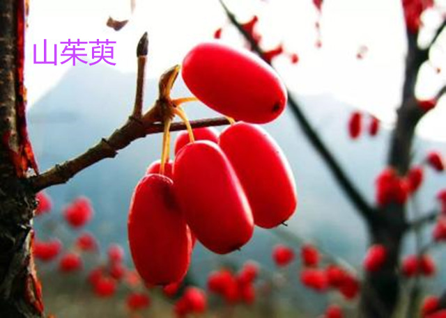 怎么用中医治咳嗽感冒,咳嗽久治不愈一首经方就能消除