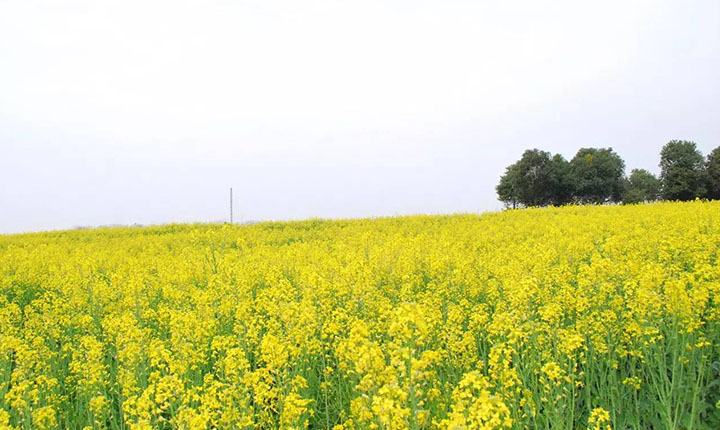 精选:武汉周边小众旅行地,田园生活美成诗!