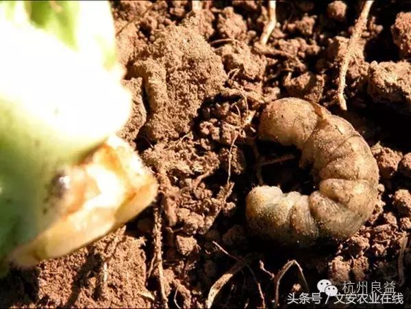 西瓜六必治瓜类六大病害一招搞定,西瓜病害六必治