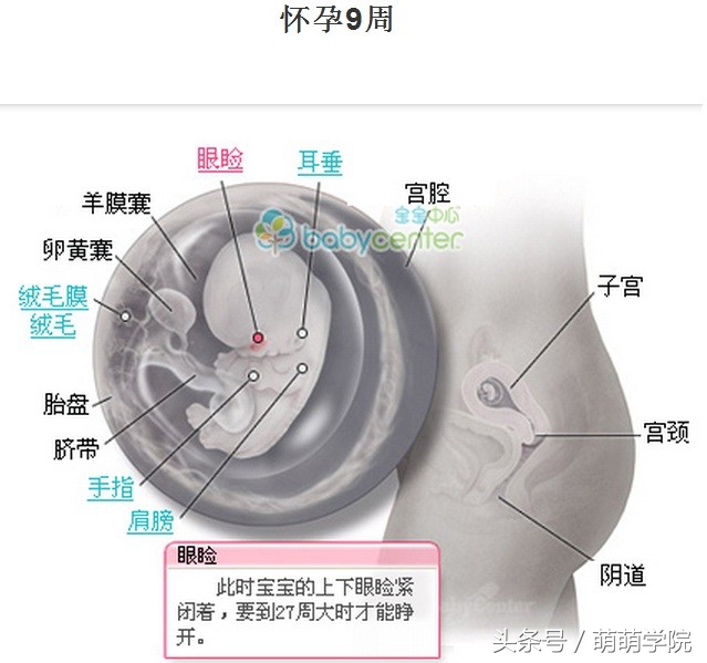 胎儿发育40周全过程b超影像,胎儿1-40周发育过程图高清