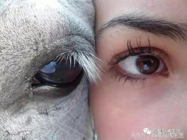 马眼睛里的世界,马的眼睛看到的世界是什么