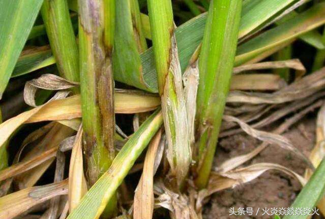小麦枯萎是怎么引起的,怎样有效解决小麦的腐烂病