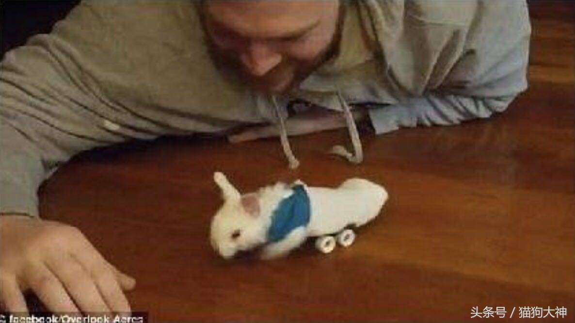 兔子宝宝被主人打哭而且还被打伤,兔宝宝被大兔子攻击