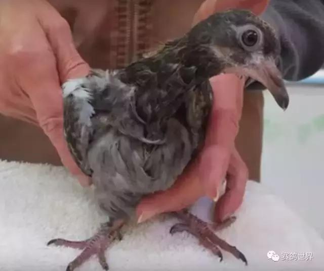 一只断颈鸽子受到爱和呵护~暖哭了