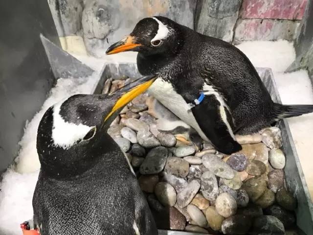 杭州极地海洋游玩图,杭州极地海洋世界旅游攻略