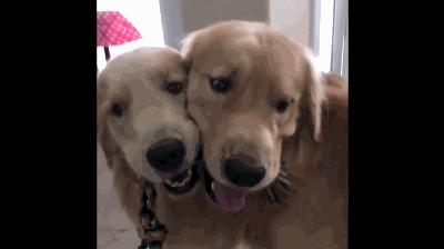 金毛犬哪个品种比较好养,金毛来了只不速之客