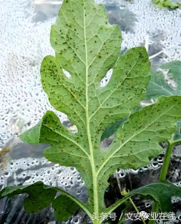 西瓜六必治瓜类六大病害一招搞定,西瓜病害六必治