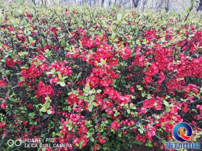 徕卡镜头summilux华为p10,华为p10徕卡双摄怎么用