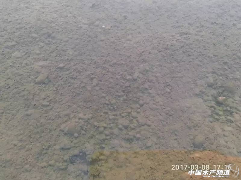 蟹塘低温青苔如何防治,早期蟹塘青苔怎么处理