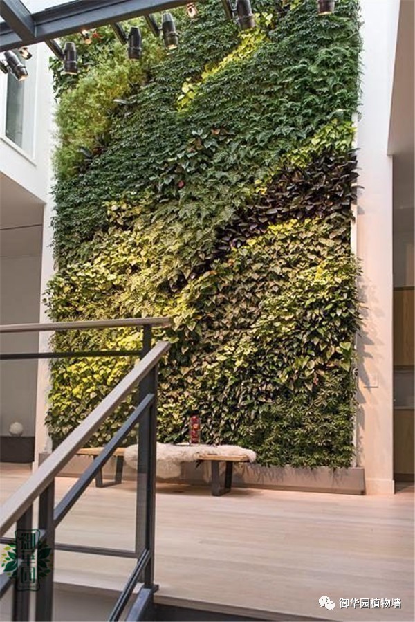 禅意风植物墙,特色植物墙