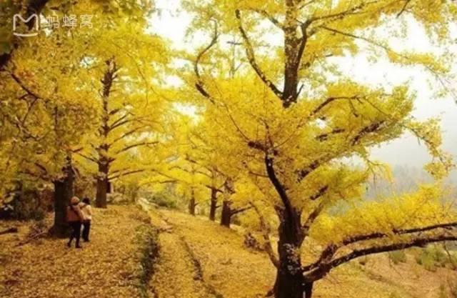 贵州旅游推荐2-3天游免费景区,贵州旅游5折优惠有哪些景点