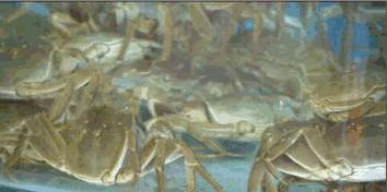 大连海洋馆搬运动物,大连空运的海鲜