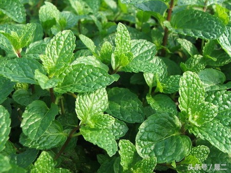 家里种薄荷旺财吗,家里种薄荷寓意什么