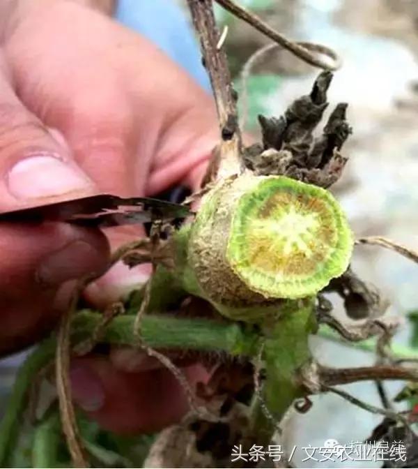 西瓜六必治瓜类六大病害一招搞定,西瓜病害六必治