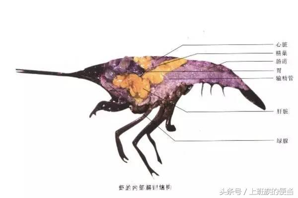 鸭头鸡头不能吃的原因,鸡头好吃还是鸭头好吃