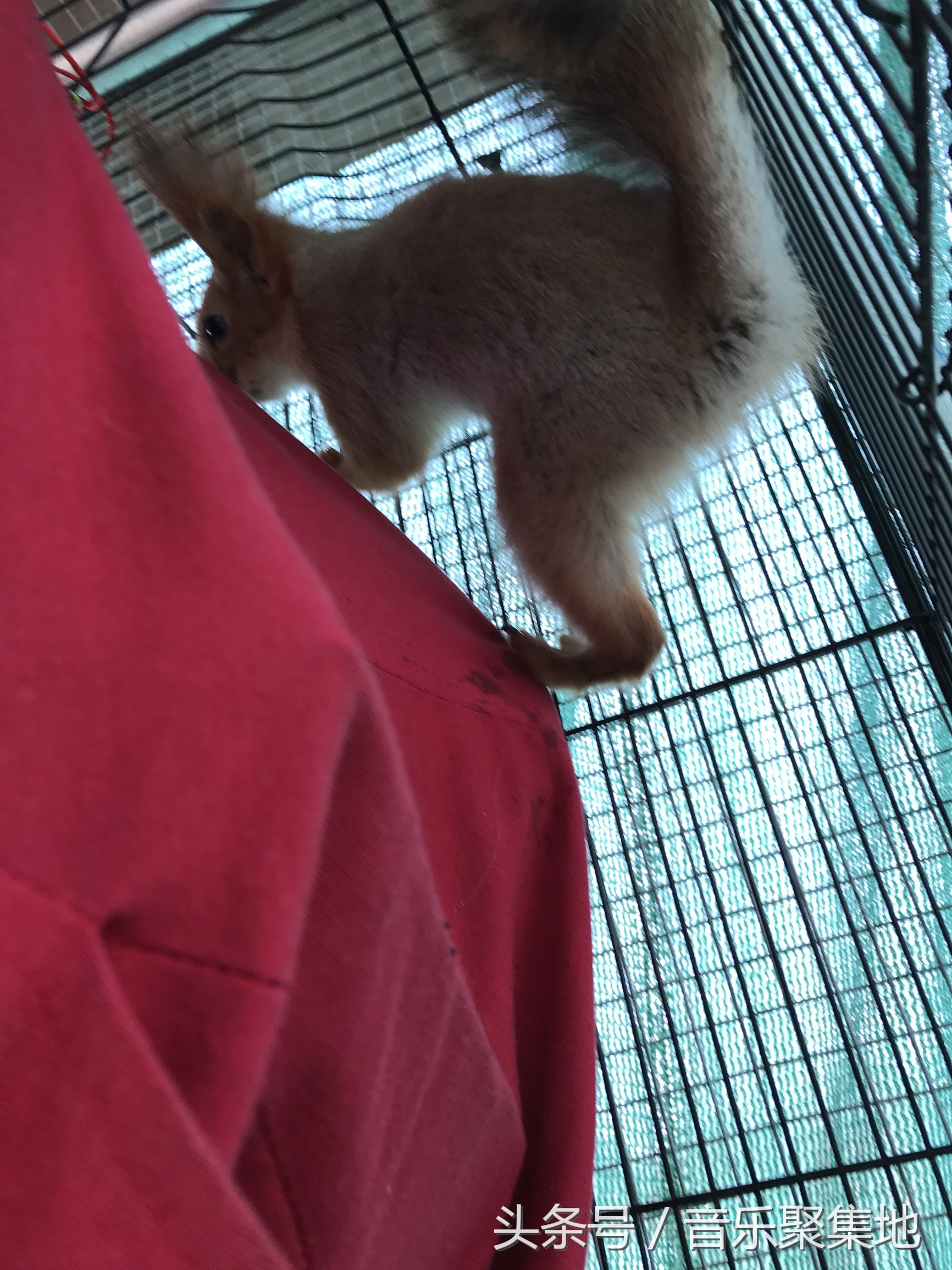 雪地松鼠哪种最漂亮,什么是最好的雪地松鼠