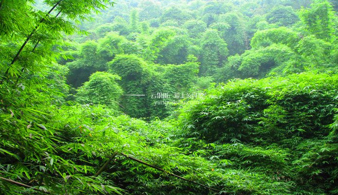 邛崃芦沟竹海新闻,邛崃平乐古镇竹海